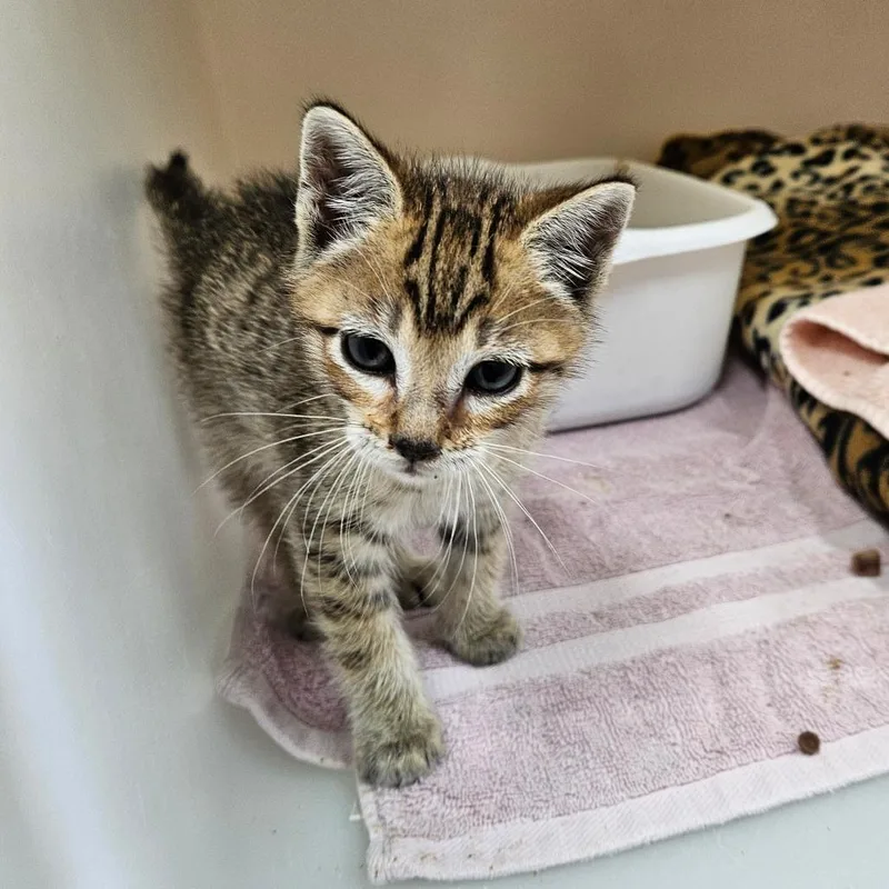 A baby small-sized male Brown / Chocolate Domestic Short Hair cat named Milkshake for adoption in Ridgely, MD