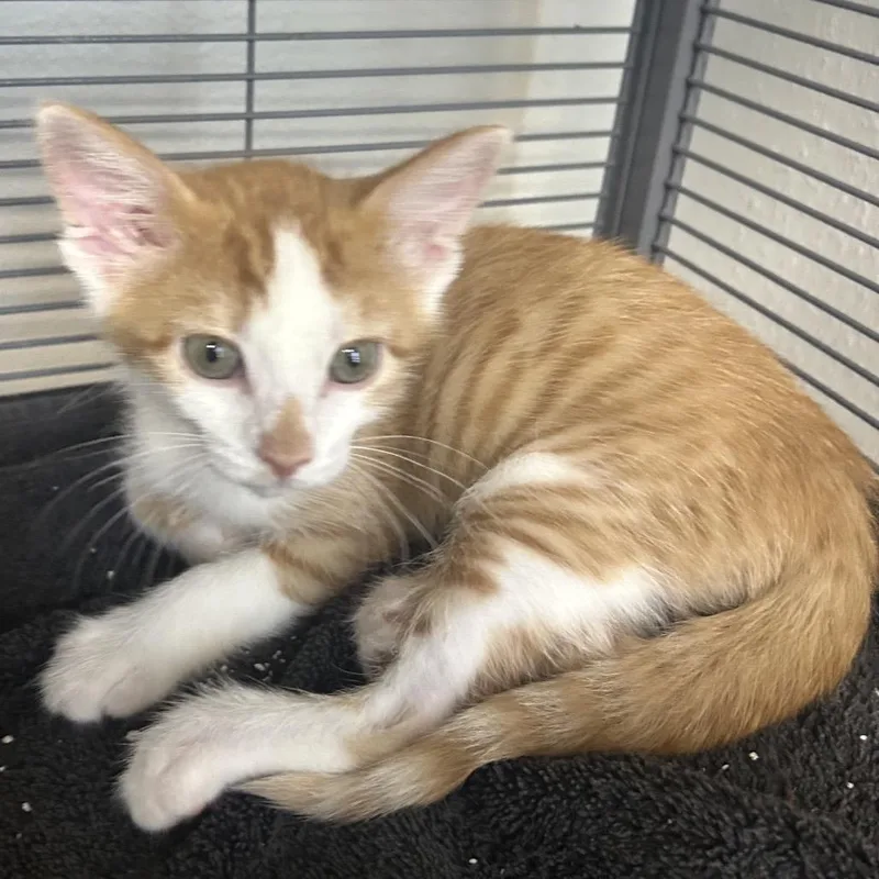 A baby small-sized female Orange / Red Domestic Short Hair cat named Hickory for adoption in Hannibal, MO