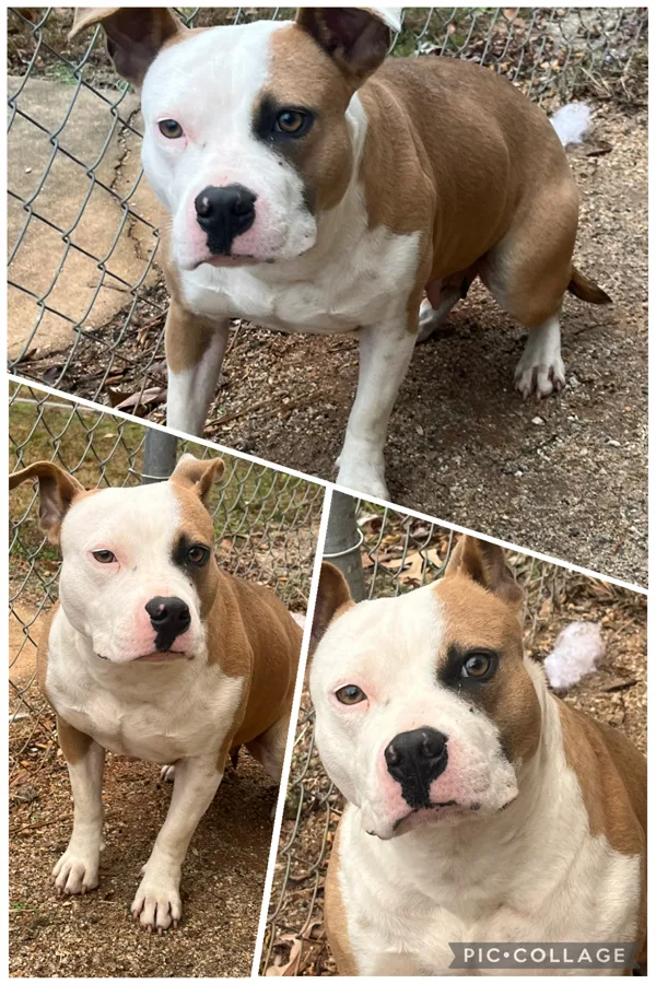 An adult medium-sized female Pit Bull Terrier dog named Glinda for adoption in Covington, GA