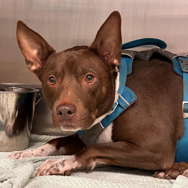 An adult medium-sized male Shepherd dog named Cosmo for adoption in Abilene, TX