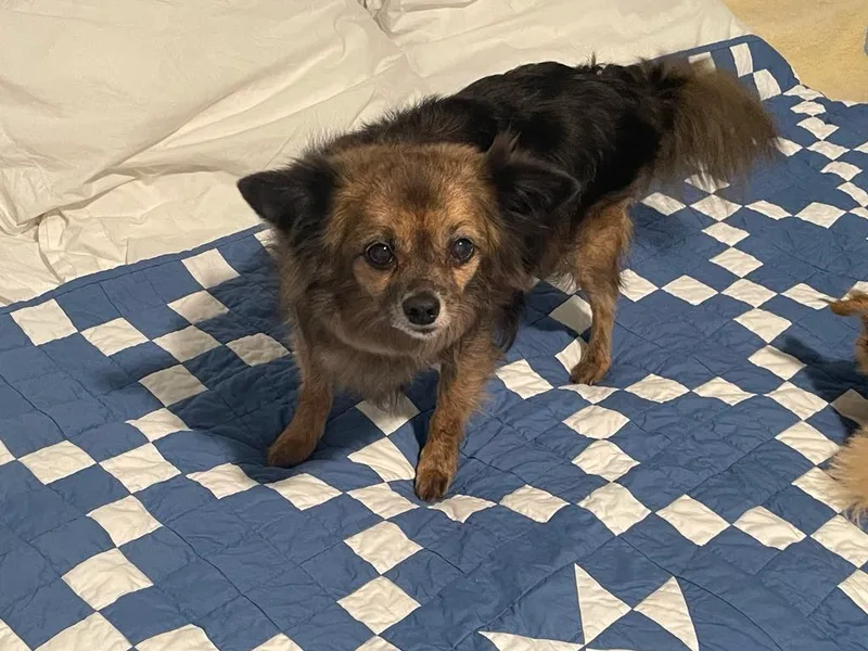 A senior small-sized male Golden Yorkshire Terrier dog named Stanley for adoption in Temple, TX