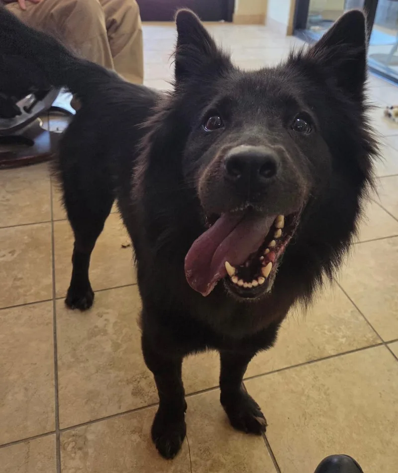 An adult medium-sized female Chow Chow dog named Brook for adoption in Lake Dallas, TX