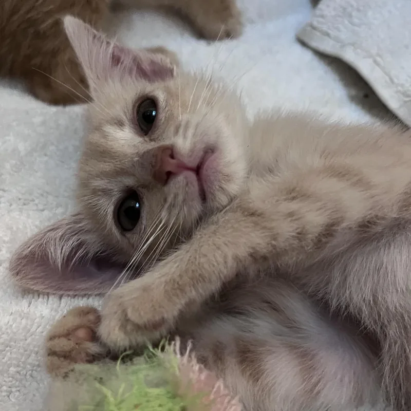 A baby small-sized female Buff / Tan / Fawn Domestic Short Hair cat named Spritz for adoption in Durham, NC