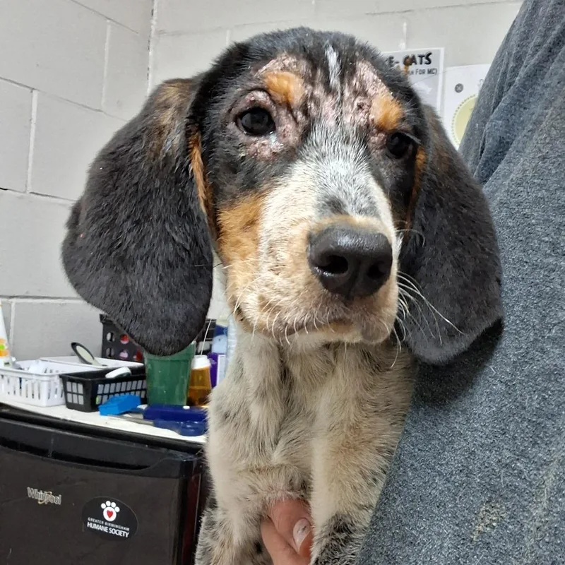 A baby small-sized male Black Treeing Walker Coonhound dog named Tobias for adoption in Parrish, AL