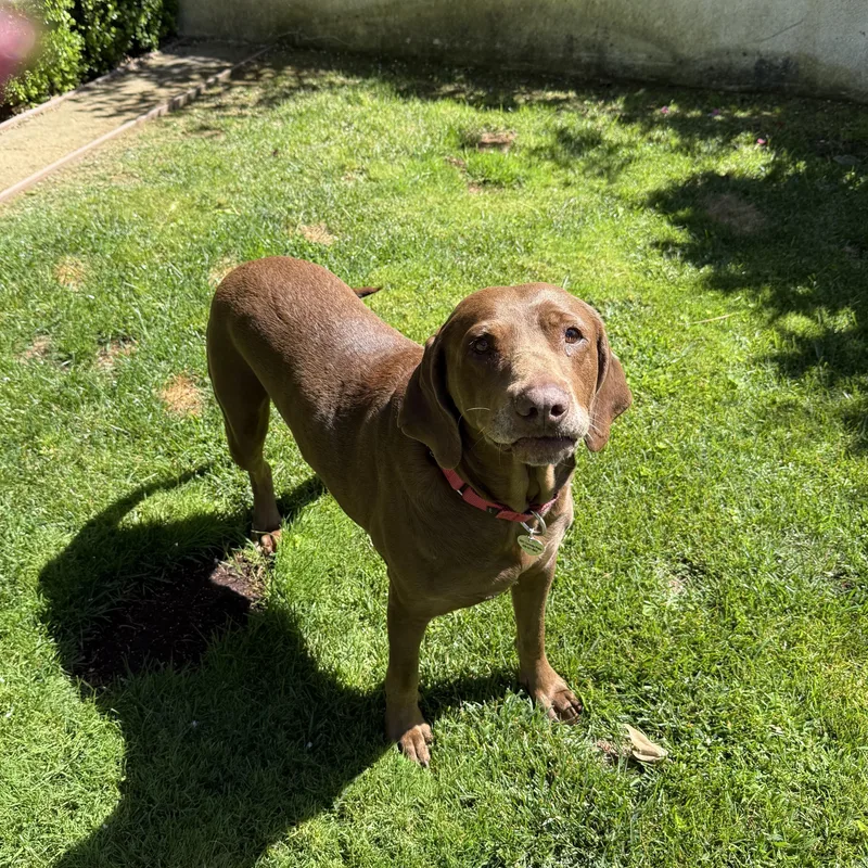 A senior large-sized female Chocolate Labrador Retriever dog named Ginger for adoption in El Cajon, CA