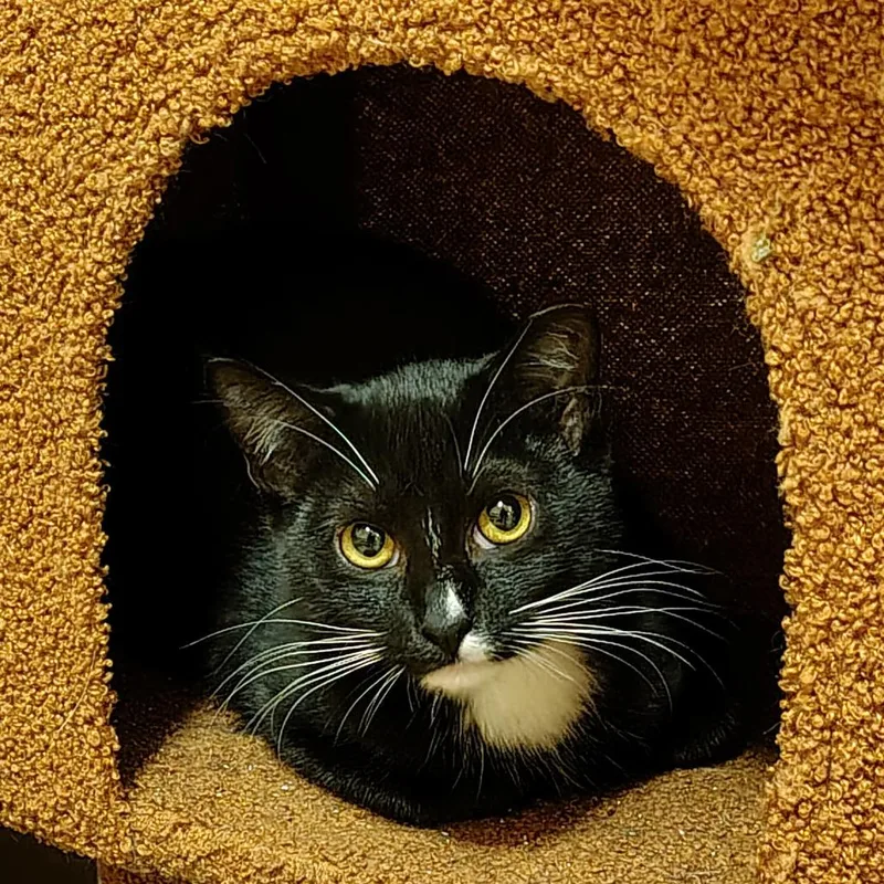 Officer Bird thumbnail 2