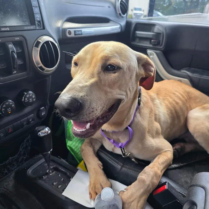 An adult medium-sized male Yellow Labrador Retriever dog named Rory for adoption in Valdosta , GA