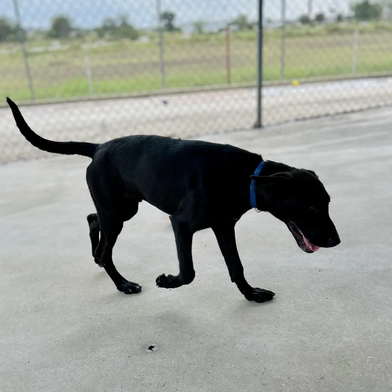 A baby medium-sized male Black Labrador Retriever dog named Felix for adoption in Seguin, TX