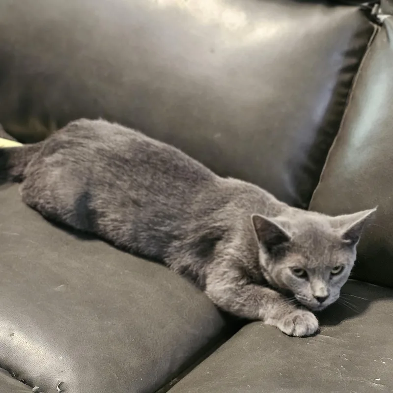 A baby medium-sized male Gray / Blue / Silver Domestic Short Hair cat named Mousse for adoption in Richmond, VA