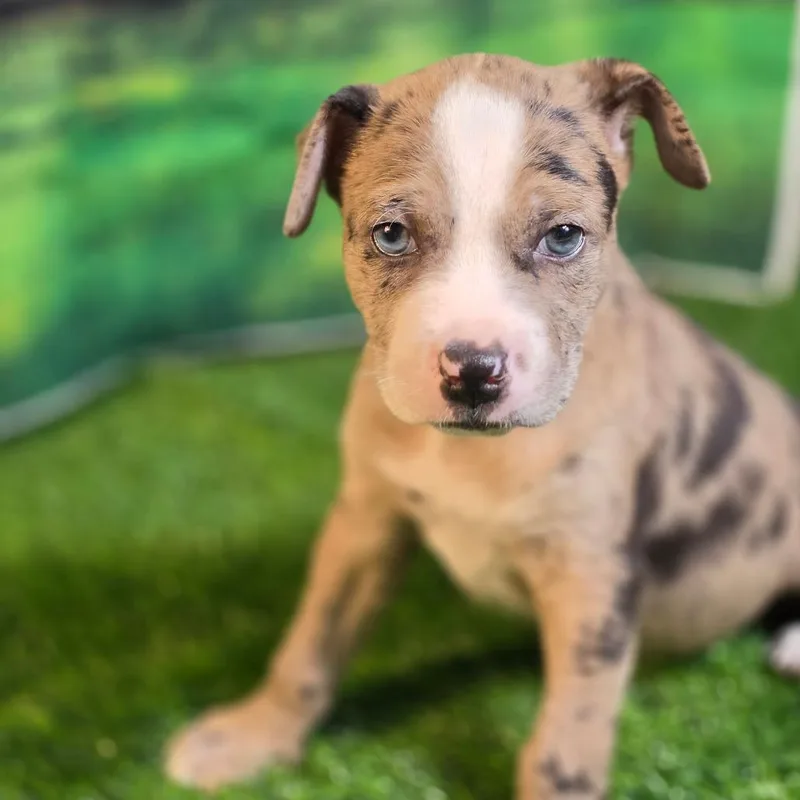A baby medium-sized male Merle (Red) Catahoula Leopard Dog dog named Banana AL for adoption in Austin, TX