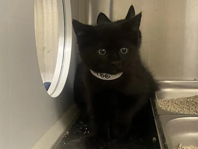 A baby small-sized male Domestic Short Hair cat named Sir Einstein for adoption in Tustin, CA