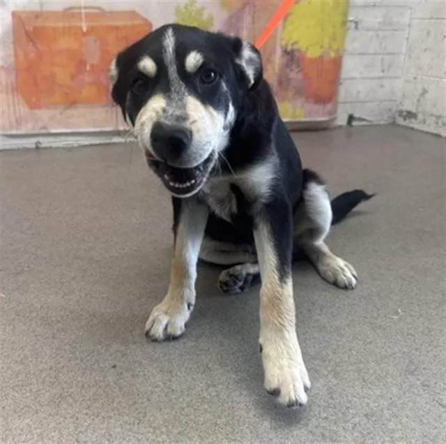 A young medium-sized male German Shepherd Dog dog named Ryder for adoption in San Bernardino, CA