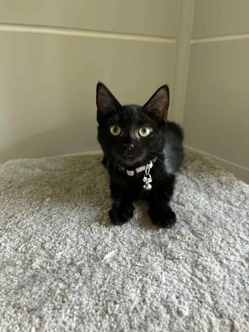 Butterfinger thumbnail 2