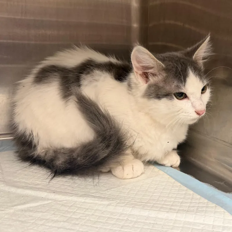 A baby small-sized male Gray / Blue / Silver Domestic Medium Hair cat named Nuka for adoption in Columbiana, AL