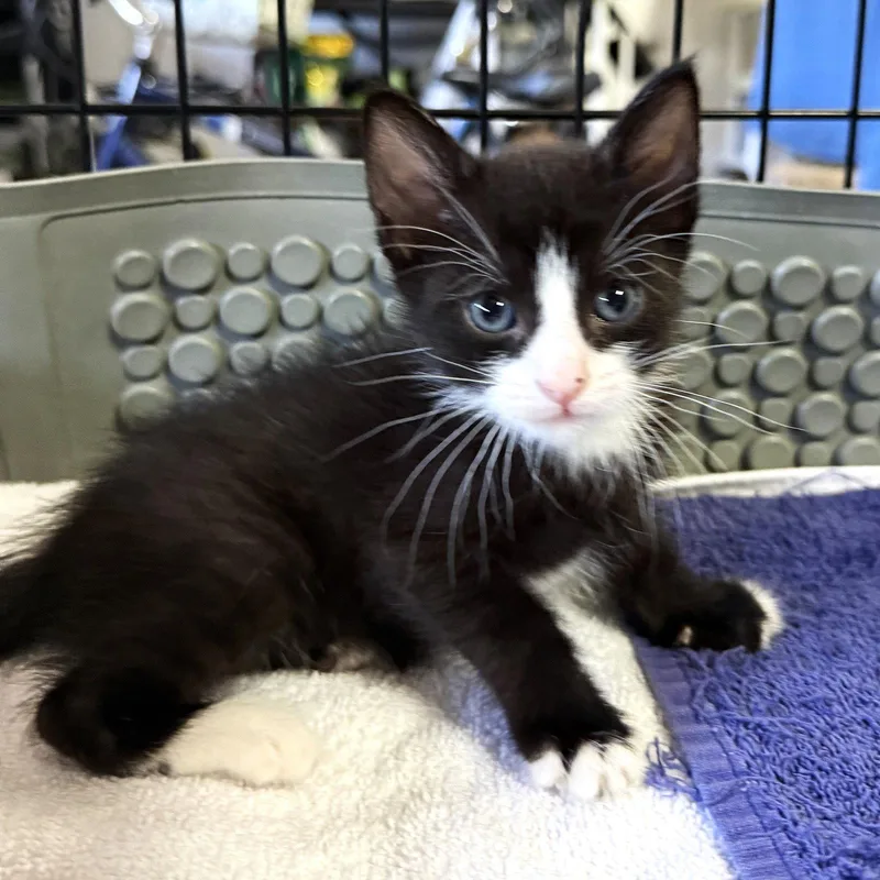 A baby small-sized male Black & White / Tuxedo Domestic Short Hair cat named Steven for adoption in St. Cloud, FL
