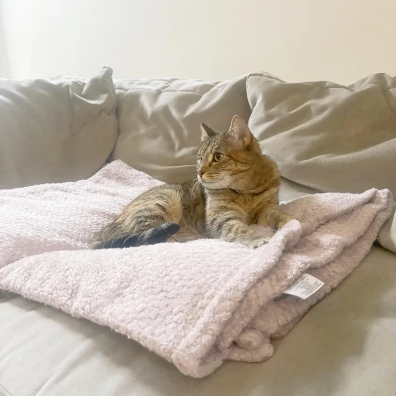 Goosiea Loyal Friend thumbnail 2