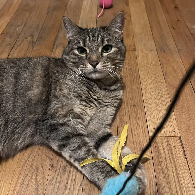 Goosiea Loyal Friend thumbnail 3