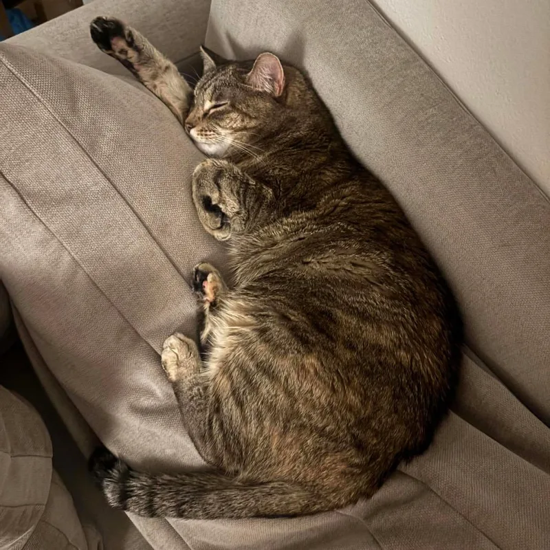 Goosiea Loyal Friend thumbnail 4