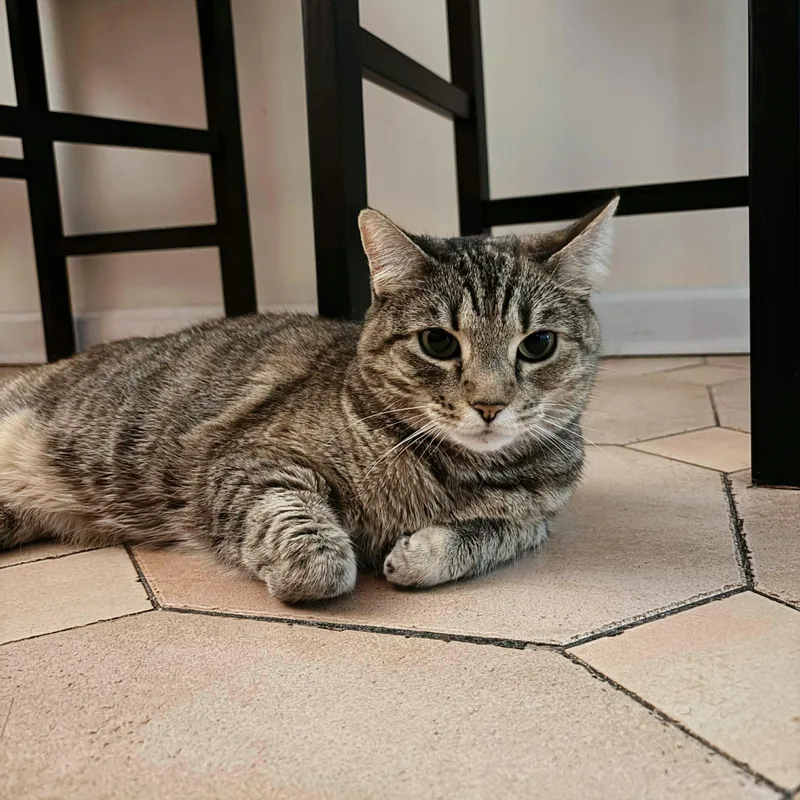 Goosiea Loyal Friend thumbnail 5