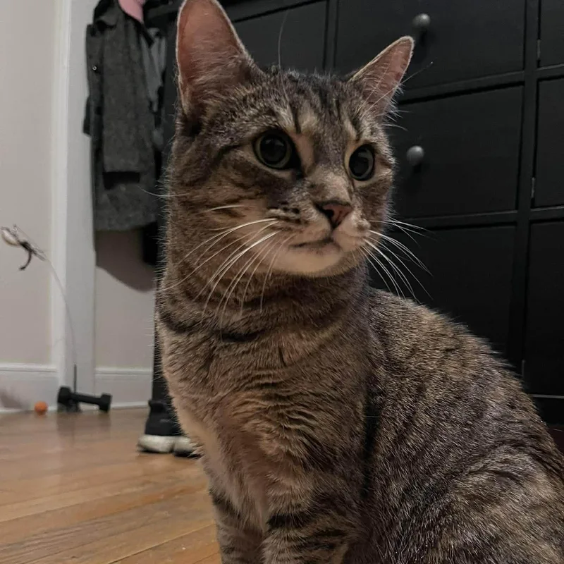 Goosiea Loyal Friend thumbnail 6