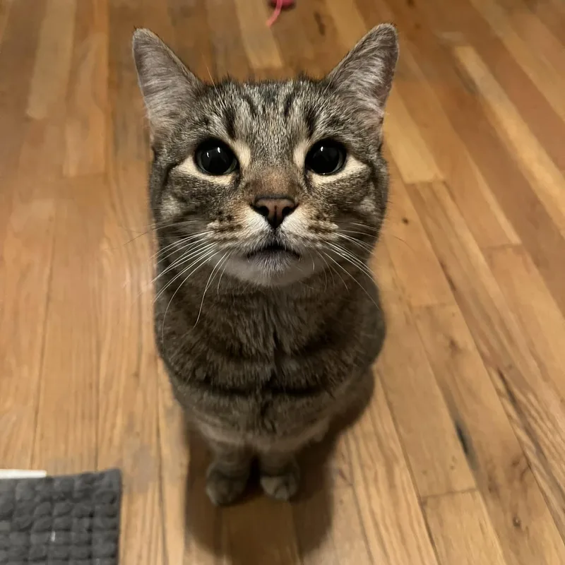 Goosiea Loyal Friend