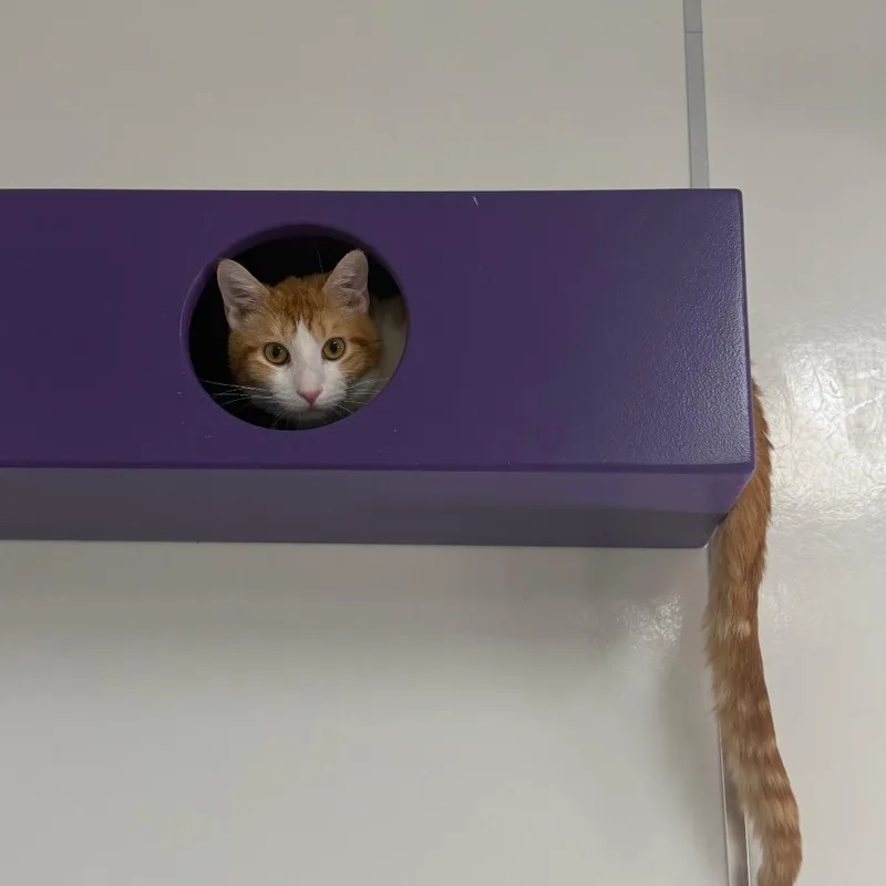 An adult medium-sized male Orange / Red Domestic Medium Hair cat named Shrek for adoption in Branford, CT