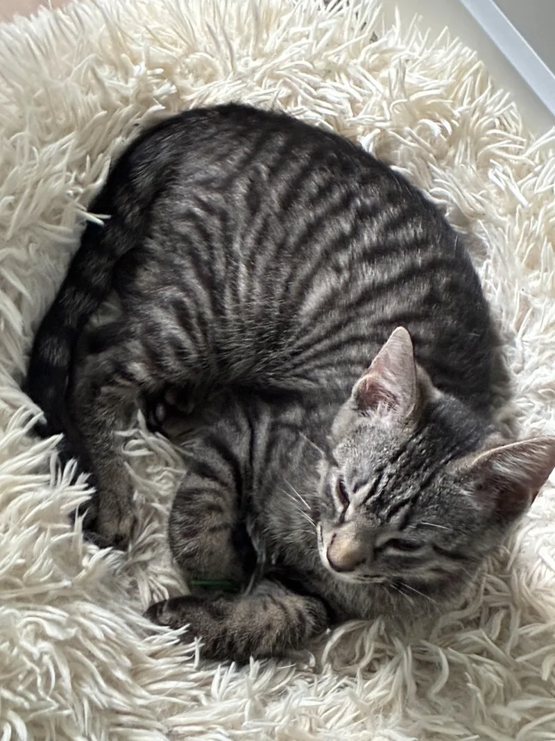 A baby small-sized male Tabby (Brown / Chocolate) Domestic Short Hair cat named Ollie for adoption in Warminster, PA