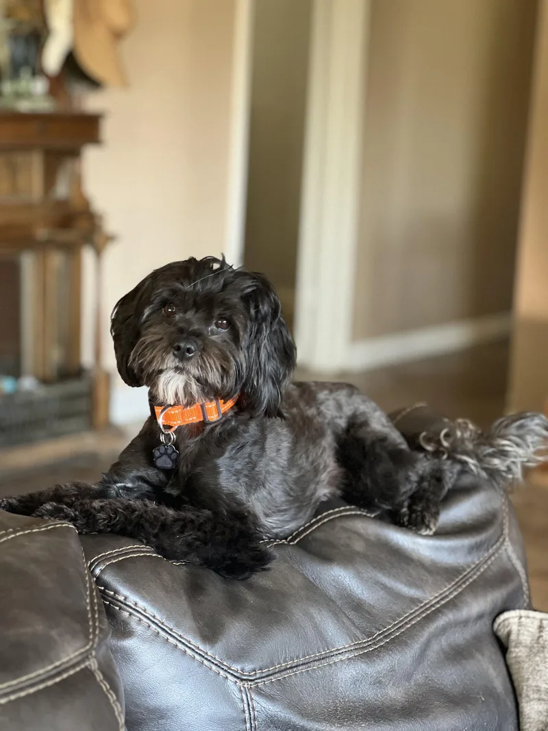 A young small-sized female Havanese dog named Precious for adoption in Orange, CA