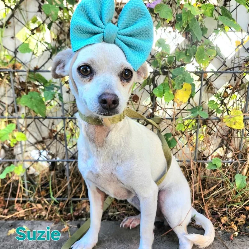 Suzie thumbnail 2