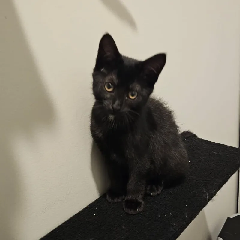 A baby small-sized female Black Domestic Short Hair cat named Broadway for adoption in Hudsonville, MI