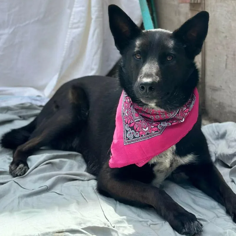 An adult large-sized female Black German Shepherd Dog dog named Romina for adoption in San Diego, CA