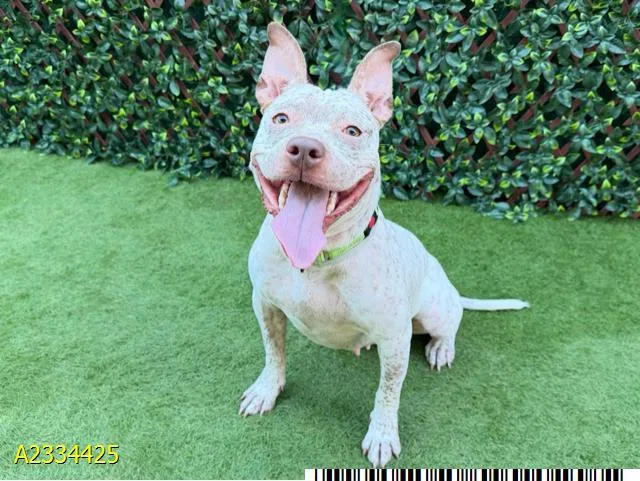 An adult medium-sized female Mixed Breed dog named Daisy for adoption in West Palm Beach, FL
