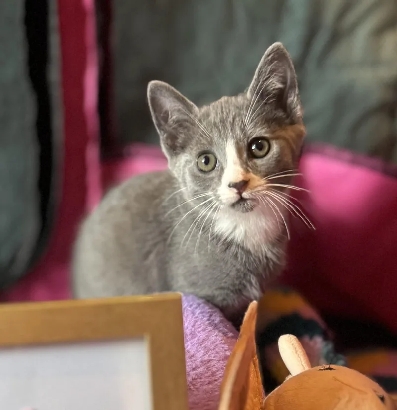 A baby medium-sized female Gray & White Domestic Short Hair cat named Truffle for adoption in Avon, NY