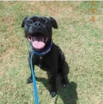 An adult medium-sized male Mixed Breed dog named Prince for adoption in West Chester, PA