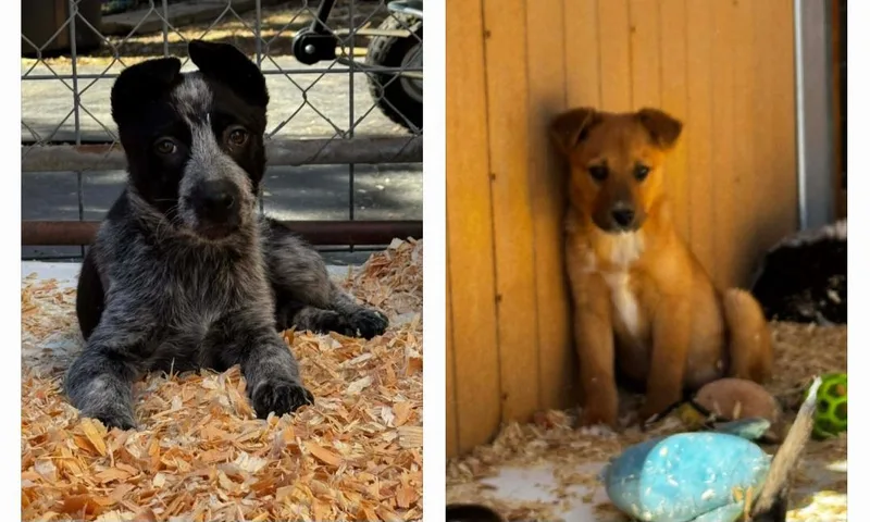 Heeler Mix Puppies thumbnail 2