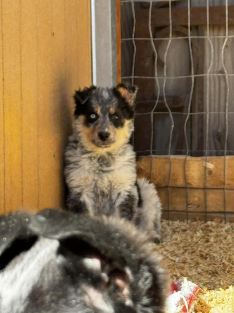 Heeler Mix Puppies thumbnail 3