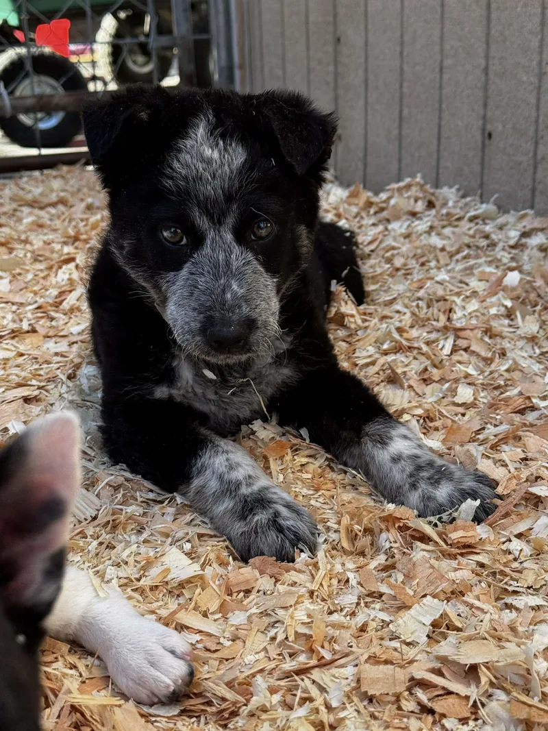 Heeler Mix Puppies thumbnail 4