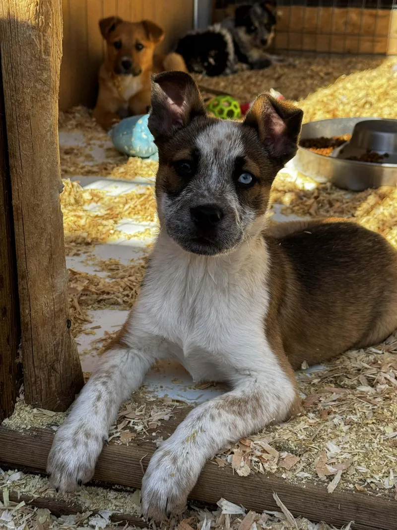 Heeler Mix Puppies thumbnail 5