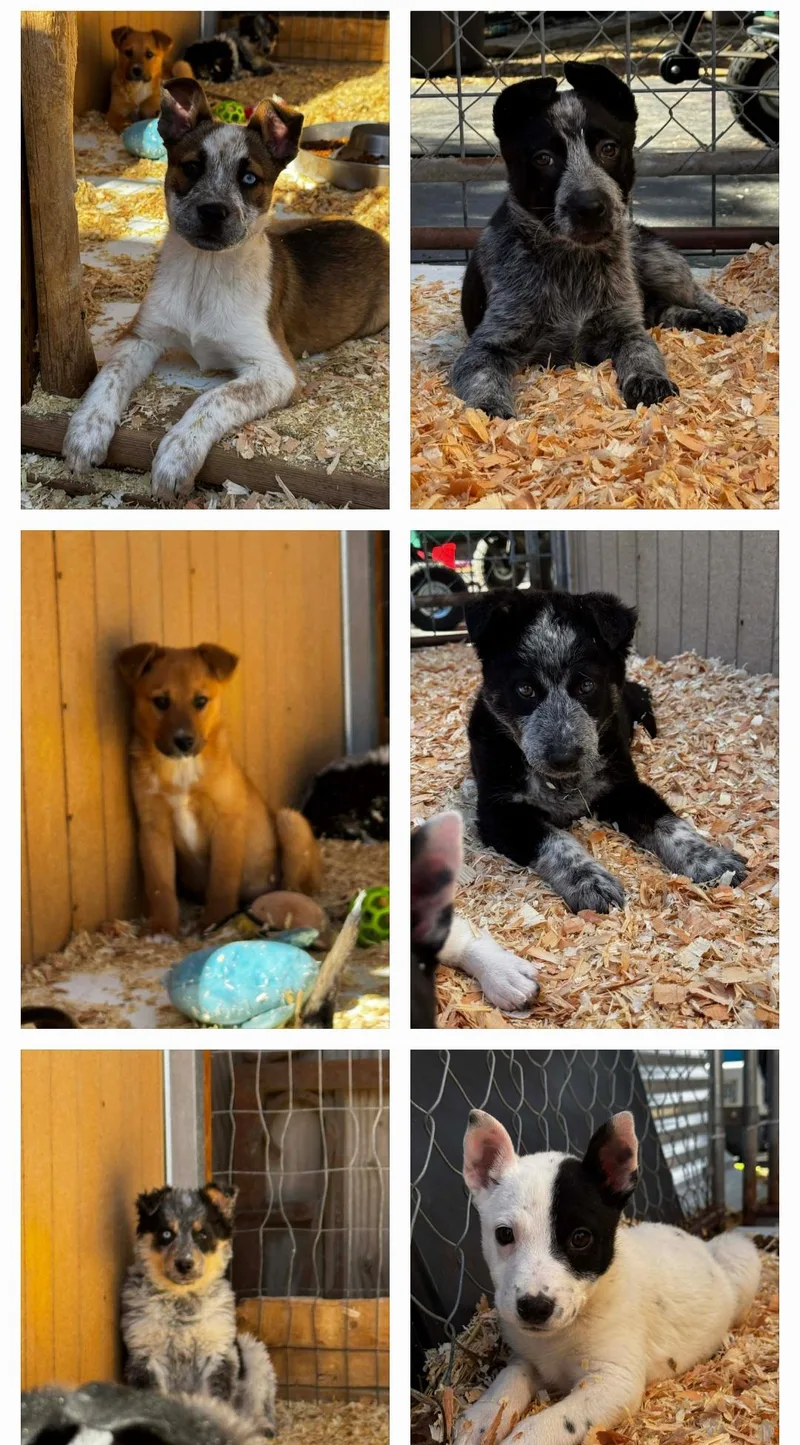 Heeler Mix Puppies
