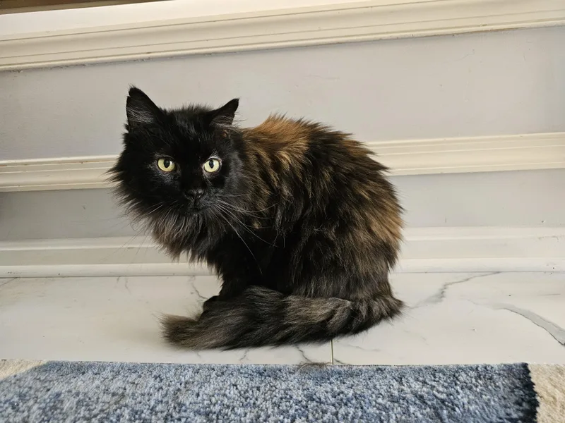 Sebastian thumbnail 2