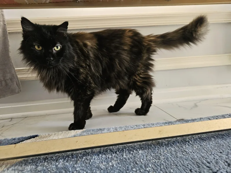 Sebastian thumbnail 3