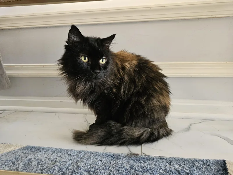 Sebastian thumbnail 4