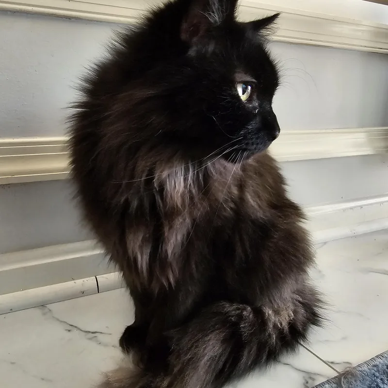 Sebastian thumbnail 5