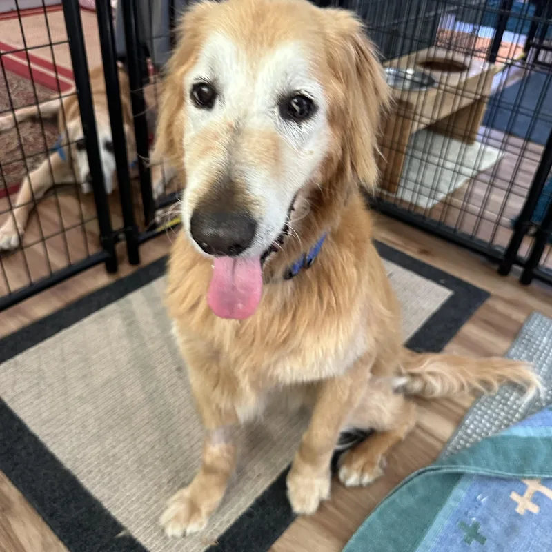 Nala