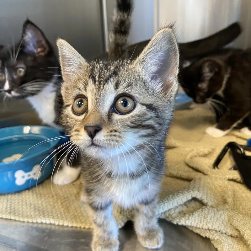 A baby small-sized female Brown / Chocolate Domestic Short Hair cat named Cindy for adoption in Washington Township, OH