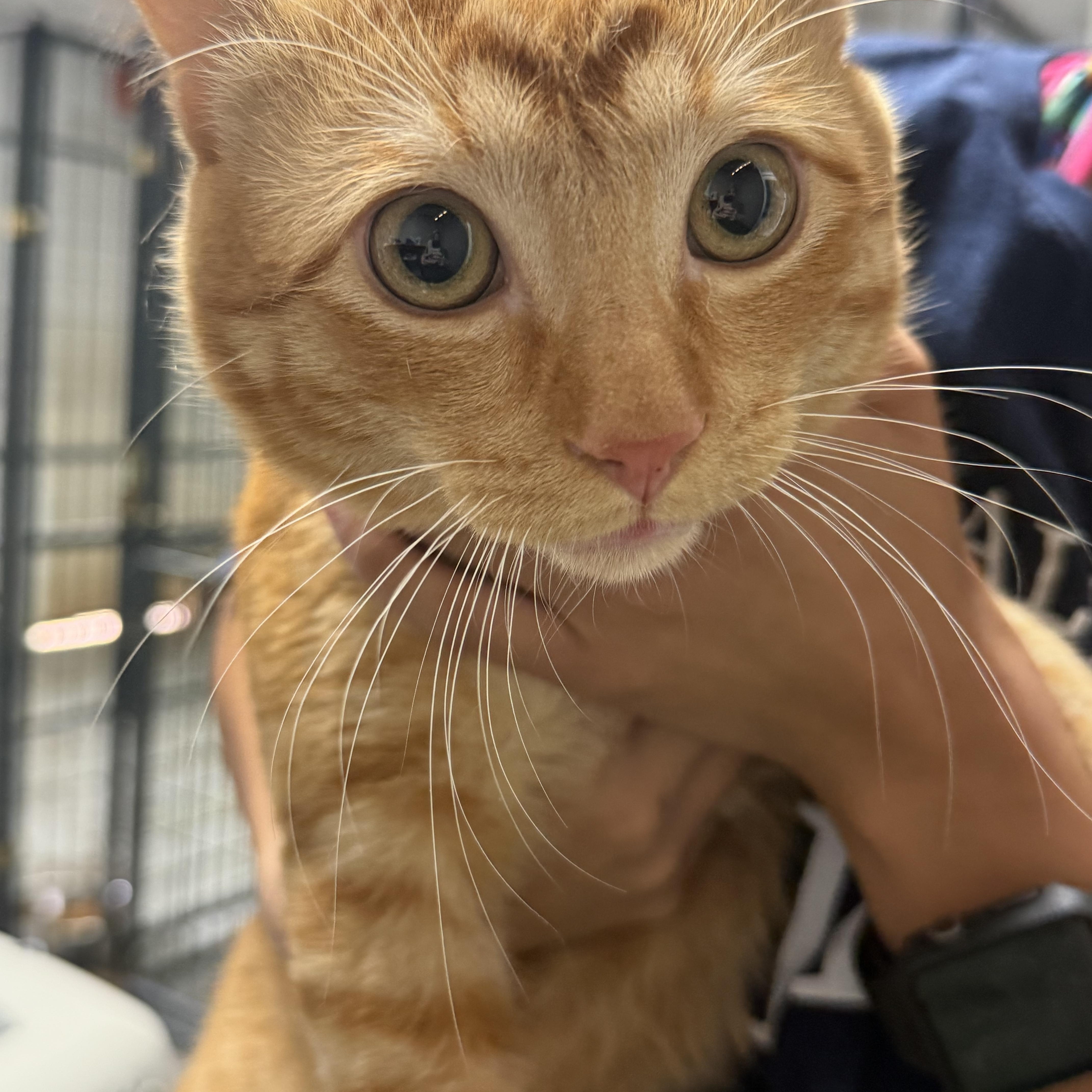 A young medium-sized male Tabby (Orange / Red) Tabby cat named Cheeseburger for adoption in Columbia, SC