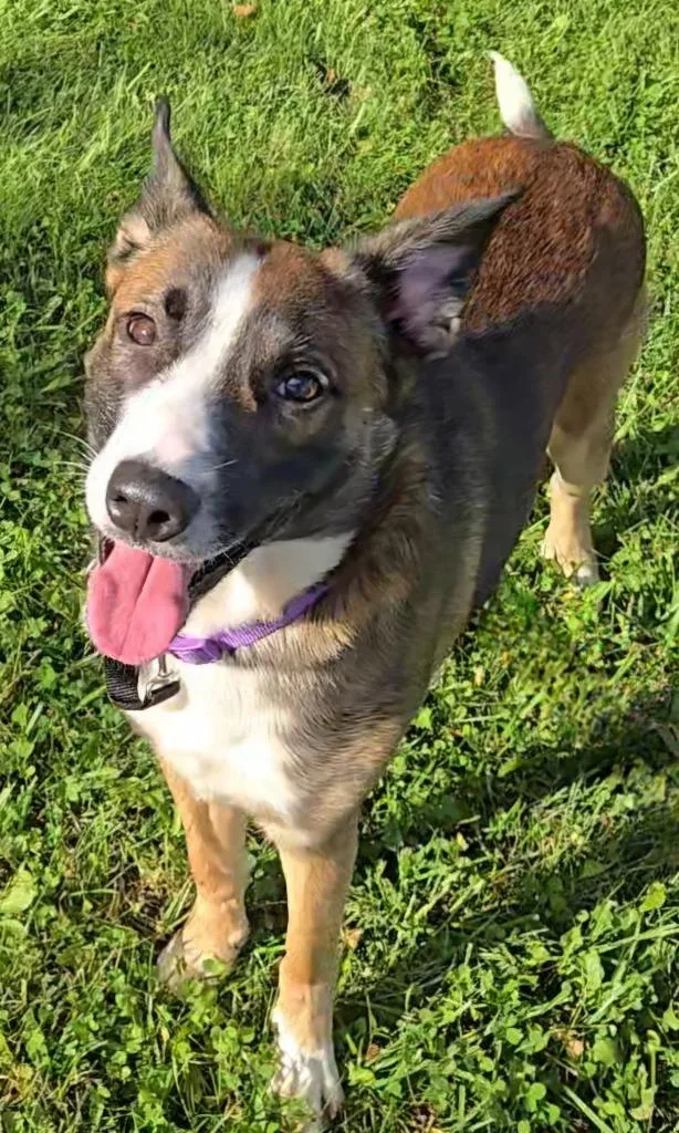 A young medium-sized male Shepherd dog named Lenny for adoption in Sandusky, OH