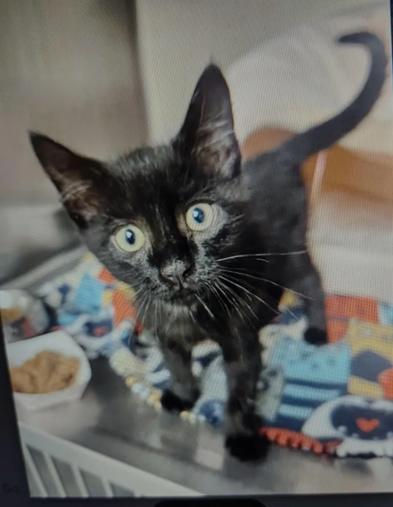A baby small-sized male Black Domestic Short Hair cat named Zeek  so absolutely for adoption in Randolph, NJ