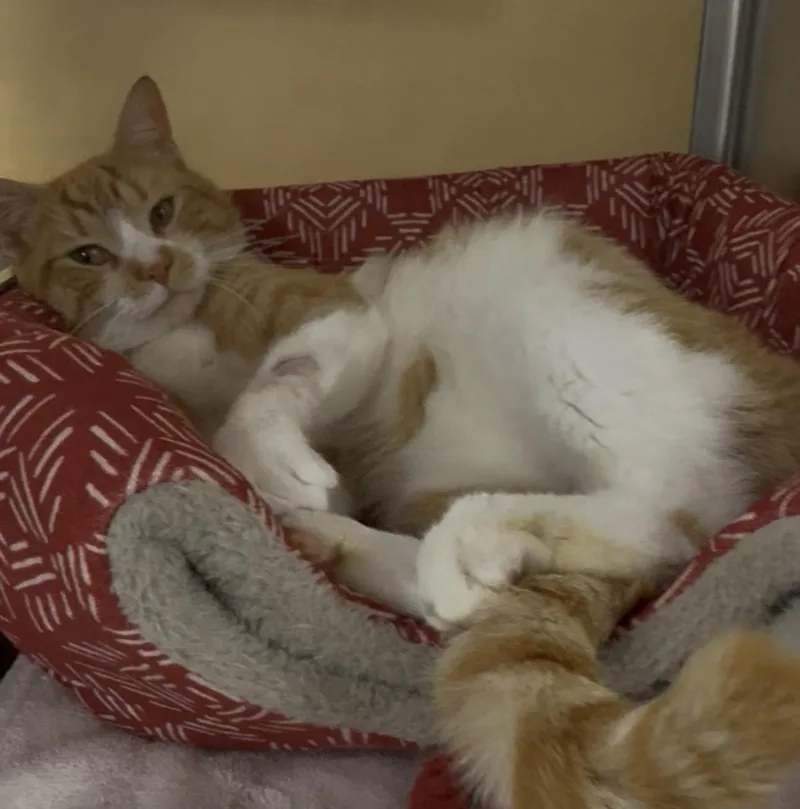 A young medium-sized male Orange / Red Domestic Short Hair cat named Leroy for adoption in Galloway, NJ