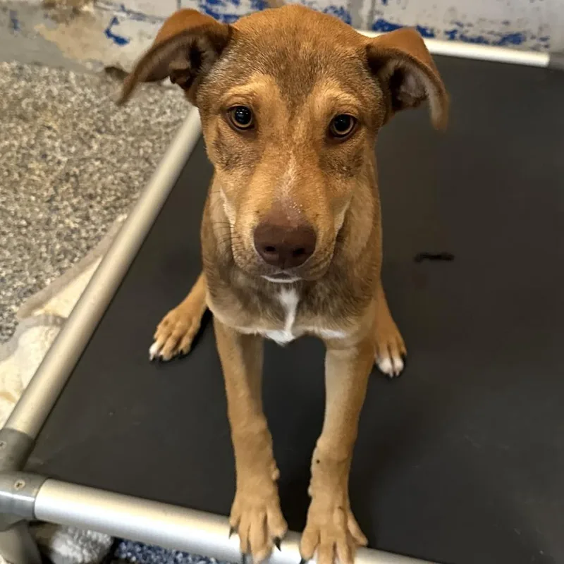 A baby small-sized male Brown / Chocolate Husky dog named Marco for adoption in Beaumont, TX